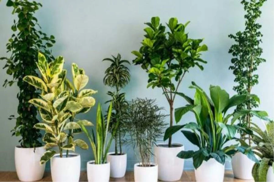 Evin Havasını Temizlemeye Yardımcı Bitkiler